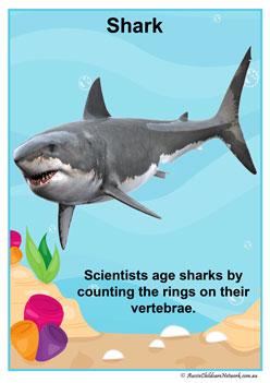 Facts Posters Shark