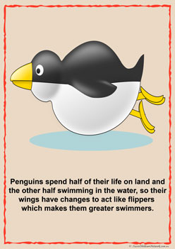 Penguin Information Posters  for children classroom displays penguin facts posters