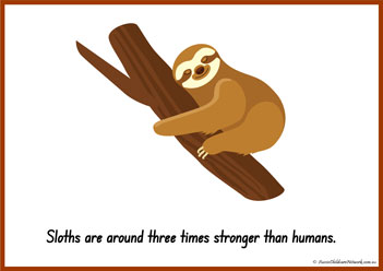 Sloth Information Poster 1
