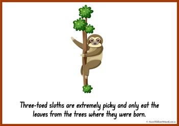 Sloth Information Poster 10