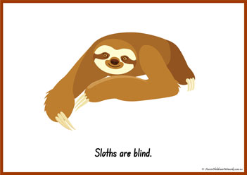 Sloth Information Poster 2
