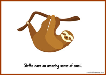Sloth Information Poster 3