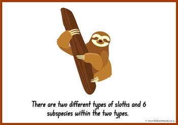 Sloth Information Poster 5