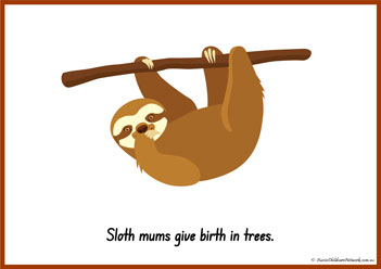Sloth Information Poster 7