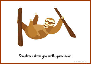 Sloth Information Poster 8