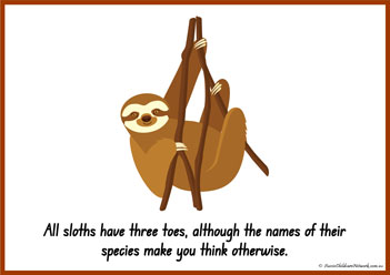 Sloth Information Poster 9
