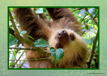 Sloth Poster 1