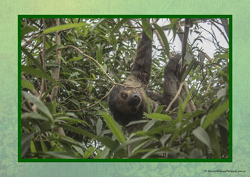 Sloth Poster 10