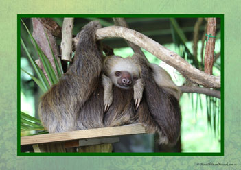 Sloth Poster 11