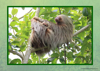 Sloth Poster 13