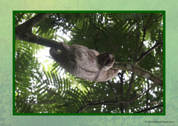 Sloth Poster 15