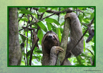 Sloth Poster 2