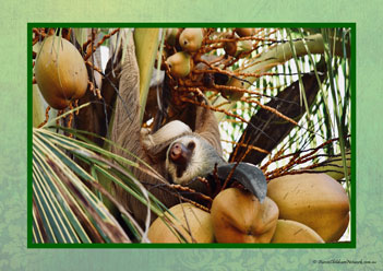 Sloth Poster 20