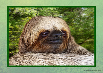 Sloth Poster 27