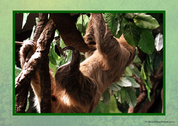 Sloth Poster 30
