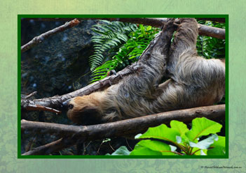 Sloth Poster 5