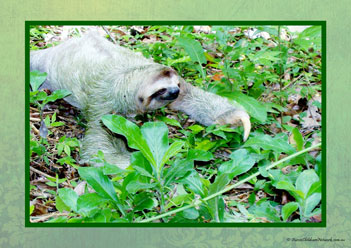 Sloth Poster 7