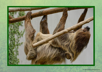 Sloth Poster 8