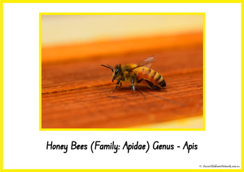 Type Of Honey Bee 1