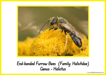 Type Of Honey Bee 12