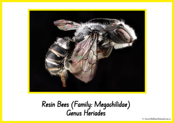 Type Of Honey Bee 14