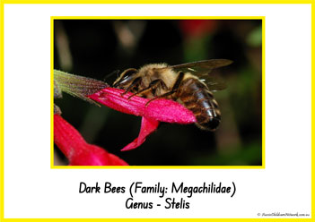 Type Of Honey Bee 18