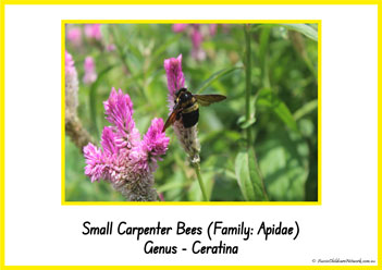 Type Of Honey Bee 19