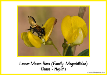 Type Of Honey Bee 24