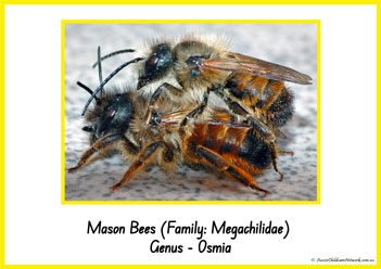 Type Of Honey Bee 4