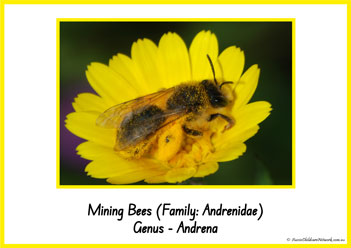 Type Of Honey Bee 5