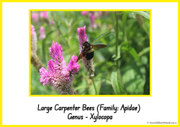 Type Of Honey Bee 6