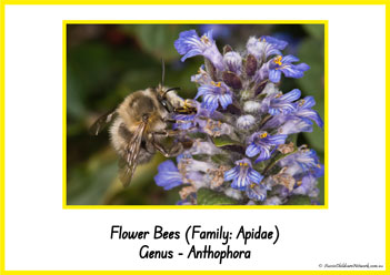 Type Of Honey Bee 9