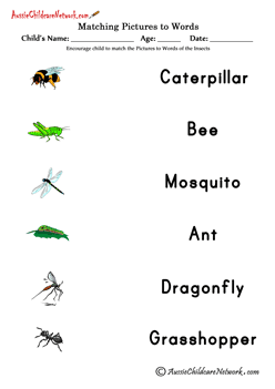 Matching Pictures to Words of Insects