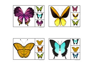 Butterfly Matching Clip Cards