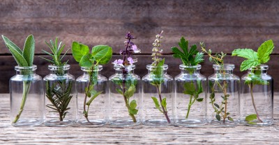 Growing Herbs In Water For A Herb Garden