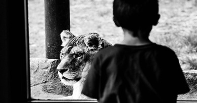 Floreat Childcare Provider Fined $28,000 After Children Lost at Perth Zoo