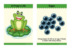 Life Cycle Of A Frog Information Posters