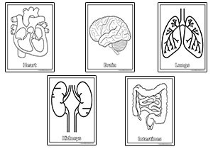 Human Body Organ Colouring Pages