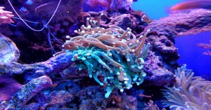 Free Virtual Incursion &quot;Under The Sea&quot; with Little Scientists
