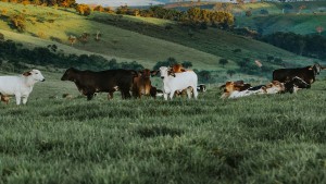 Farm Animals Activities: Photo Ideas
