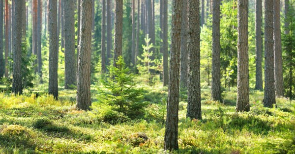 Daycares In Finland Built Their Own Forests