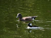 Noisy Animals