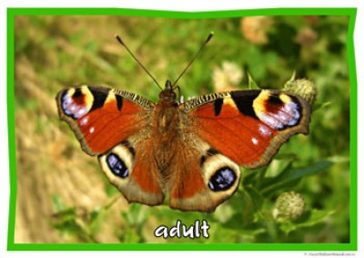Life Cycle Of A Butterfly