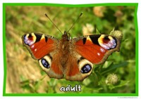 Life Cycle Of A Butterfly