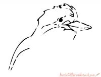 The Kookaburra Song