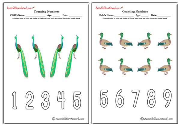 Counting Numbers - Birds Theme