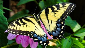 Butterfly Education and Awareness Day Activities For Children