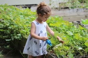 Easy Vegetables to Grow with Toddlers