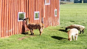 5 Farm Animal Songs