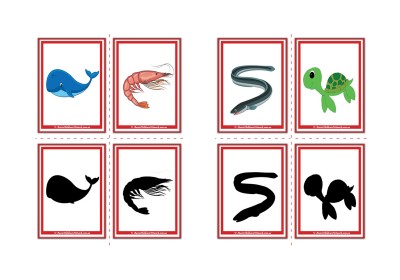 Ocean Shadow Flashcards